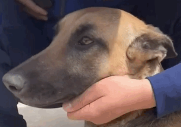 警犬去参加比赛却偷偷谈恋爱，怀着6个娃竟拿了第一，卷死狗了！