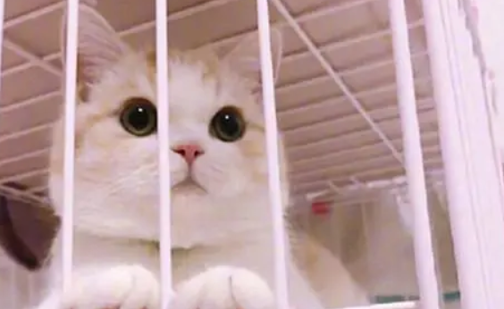 南京晓庄学院学生被指虐猫警方介入，回应：代养猫弄丢后生病