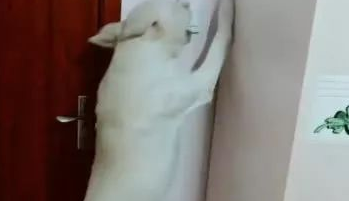 主人一说睡觉，拉布拉多狗狗立马去关门关灯，这狗狗要成精！