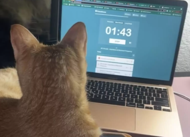 主人在毕业典礼前给猫咪也穿上学士服，和它一起迎接这重要的时刻