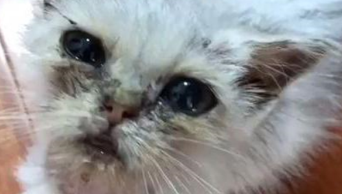 男子捡回一只生病的小猫，半年后模样大变，这是同一只猫吗？