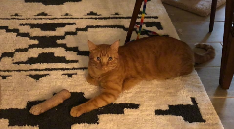 下班推开门，主人差点被家里的猫吓出心脏病…… 