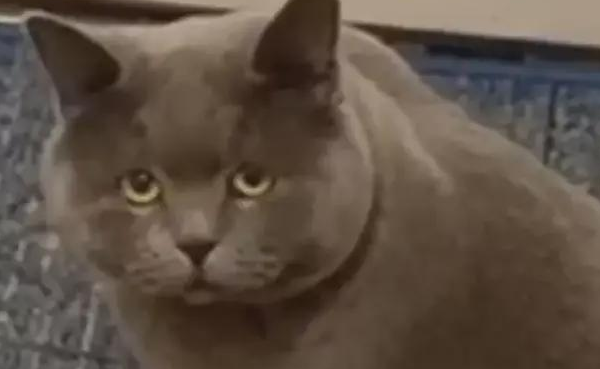 这睿智的眼神！主人外出上学回家，猫咪一脸懵逼：不好意思你谁啊