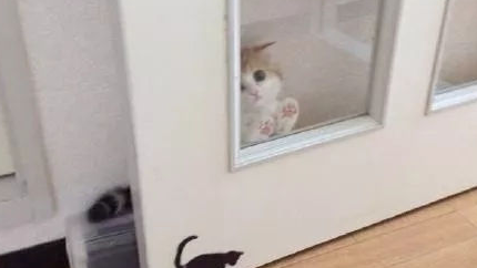 和家里的猫咪玩躲猫猫，它在玻璃后面沾沾自喜