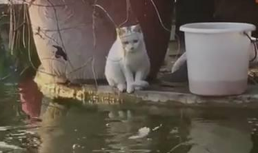 猫咪陪大爷钓鱼，接下来的这幕让人笑抽