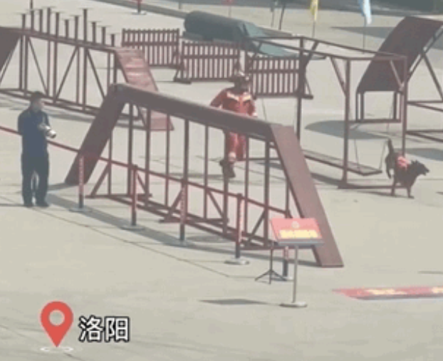 警犬去参加比赛却偷偷谈恋爱，怀着6个娃竟拿了第一，卷死狗了！