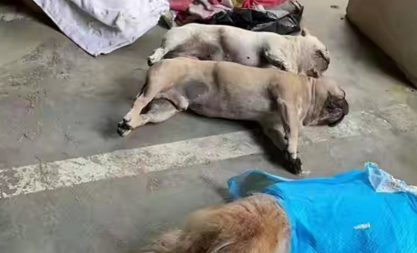 贵阳小区宠物狗集体中毒，投毒者有错，狗主人就没错吗？