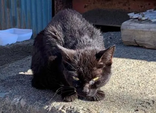 流浪猫刚被收养时眼神凶狠，半年后成粘人猫，眼神前后变化太大
