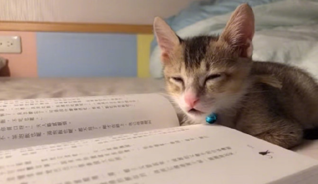 一看书就犯困的小猫，怪不得学习那么差劲 