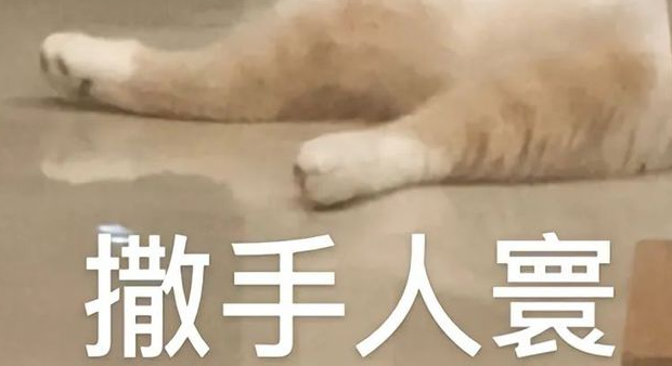 猫咪走丢3天，铲屎官嗓子都喊劈后接到电话：前几天找你买的旧沙发里有只猫...
