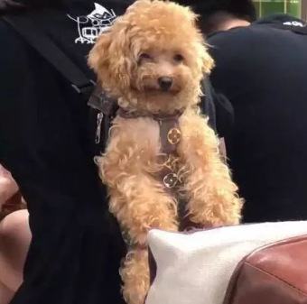 主人背着泰迪逛街，泰迪满脸微笑，网友：给主人介绍对象吗