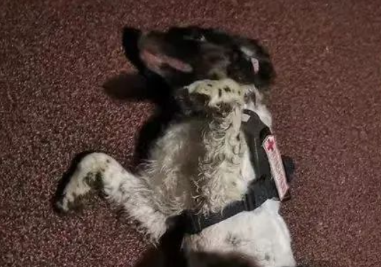 “请叫它警犬，别叫它狗。”