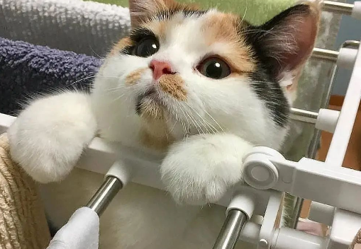 家有萌宠 | 绝美三花猫，简直是“偷心大盗”