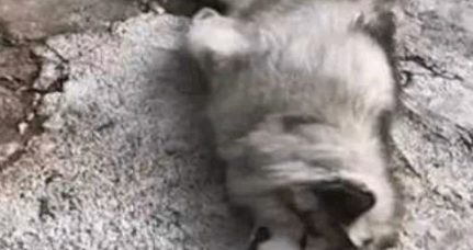 湖南未栓绳宠物狗被车辆碾压，狗主人找上门，司机：我不是故意的 
