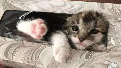 猫咪走丢3天，铲屎官嗓子都喊劈后接到电话：前几天找你买的旧沙发里有只猫...