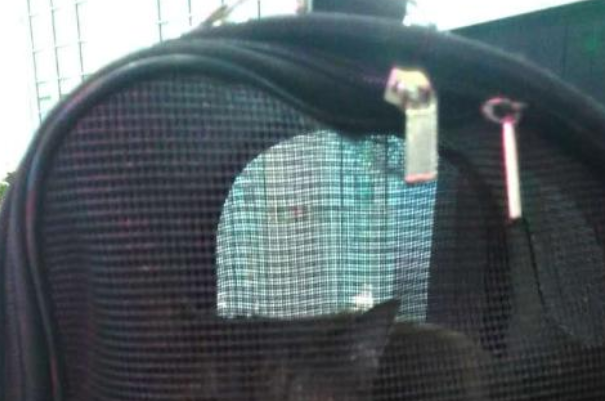 杭州一女大学生肚子藏猫扮孕妇去坐火车，过安检时猫叫了……