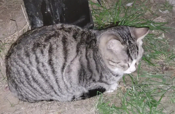 重庆一小区流浪猫死亡致跳蚤成灾消杀无果，有孩子被咬满腿疙瘩