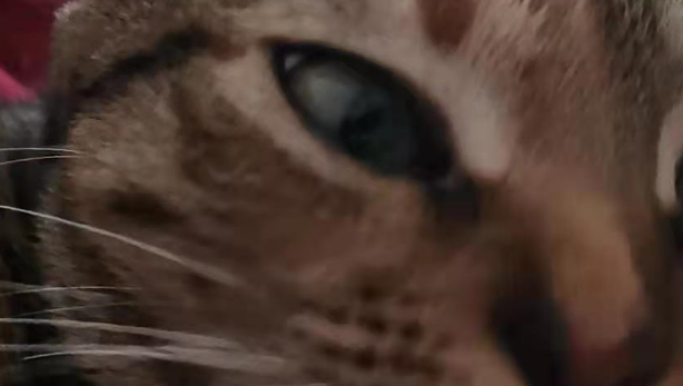 这只流浪猫以为自己是一条狗，它成精了吧？