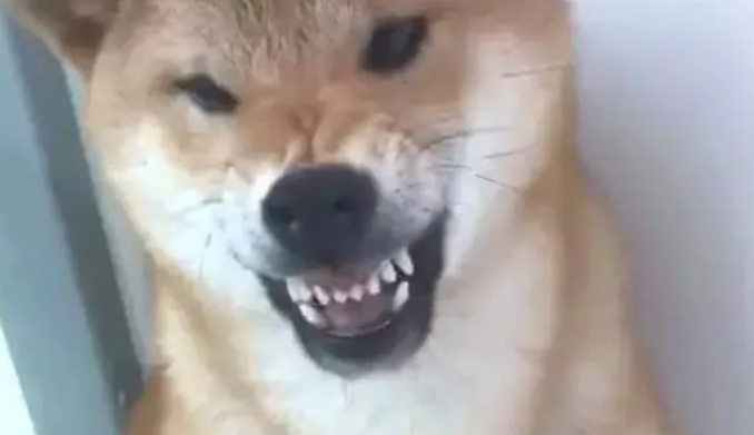 柴犬对着主人龇牙咧嘴，主人上去就是一巴掌