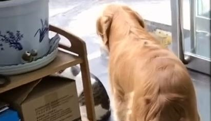 金毛怕猫兄弟走丢，强行把猫拖进屋，猫：谁抓住了我命运的后颈！