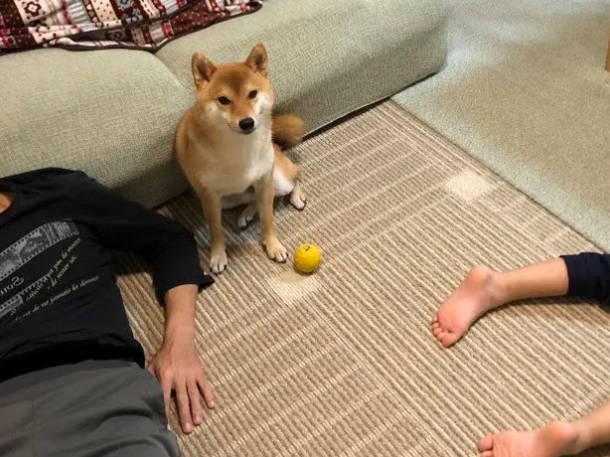 柴犬想玩球却发现全家都睡着，它原地垮脸呆滞：没人陪我玩！