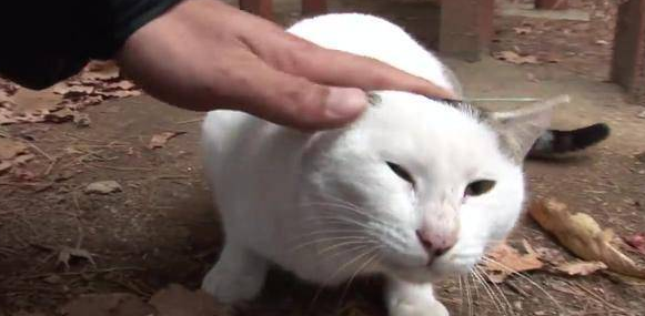 猫咪被遗弃在山里，等待三个月不见主人回头，终被好心人收养