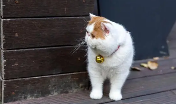 加菲猫被遗弃雨中，但看到主人留下的字条后，我释然了！