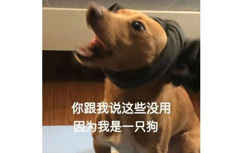 导盲犬带5个人吃火锅迷路了，被民警捡到，网友：它是导盲犬不是导航犬