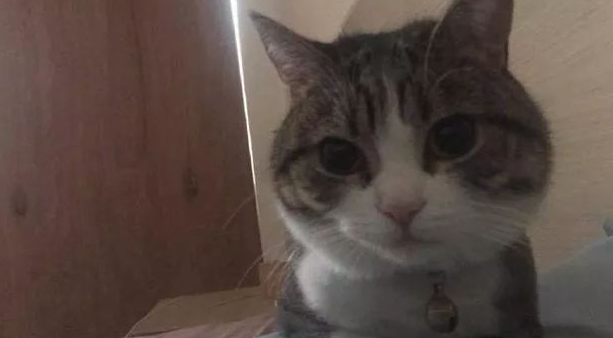 网友说他家猫每天在床头揣着手，看他起床，让他压力好大 