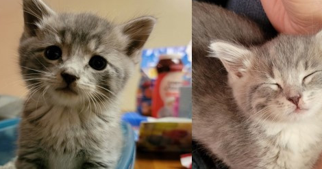 上厕所发现家里竟然出现陌生小虎斑猫，一周后进度神展开！