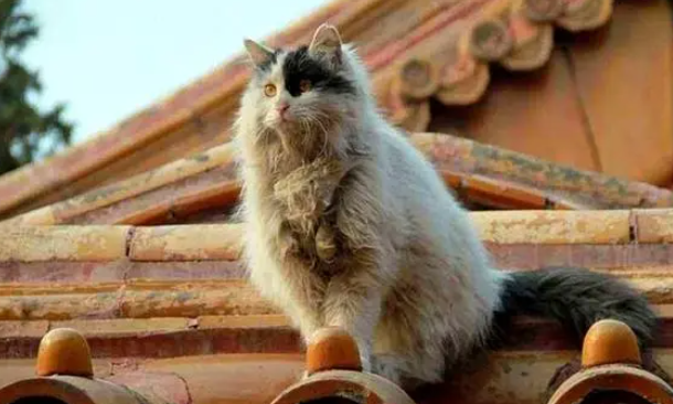 「猫咪传奇」故宫御猫鳌拜