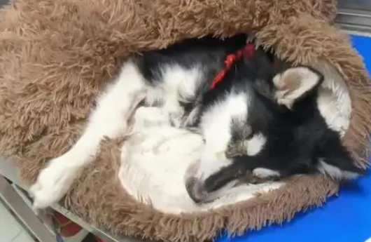 黑龙江：犬瘟后期的二哈被绑上嘴，扔在垃圾桶旁，狗狗：我想活着