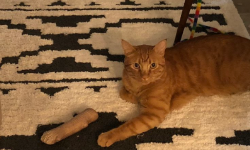 下班推开门，主人差点被家里的猫吓出心脏病…… 