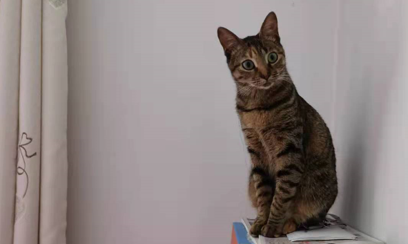 这只流浪猫以为自己是一条狗，它成精了吧？