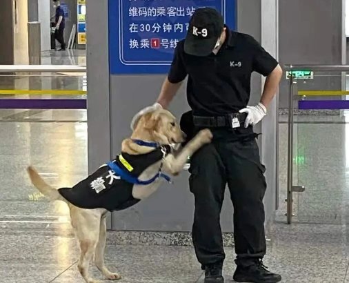 警犬在训练时钻到嫌犯裤裆下傻笑，这也太不正经了哈哈哈...