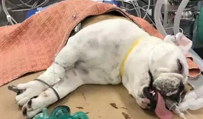 斗牛犬越来越懒，还拒绝吃饭，X光检查后：吃了不该吃的