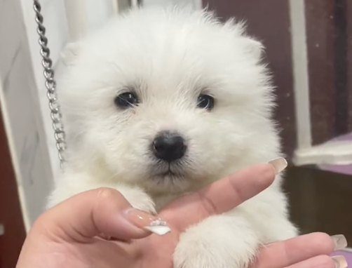 狗狗怀孕生下了一群小狗，主人看后都懵了，你是出轨羊了吗？