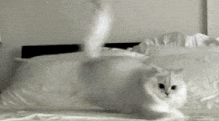  猫咪拉完屎之后！网友看完表示：是我家猫咪没错了！ 