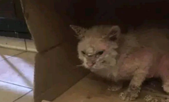 小猫因“丑陋”遭驱赶，一年后成功逆袭，小破烂变成小天使