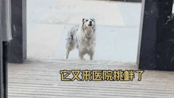 狗狗因绝育记仇骂了医生5年后，医生把它买了下来，5年仇敌竟变成了主人...