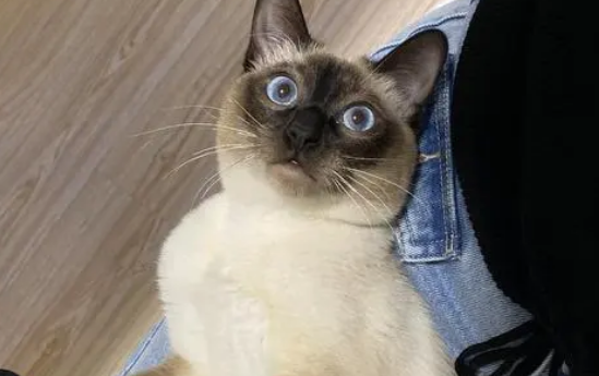 宠主养了暹罗猫半年多，渐渐发现不对劲，网友：见过最胖的暹罗猫