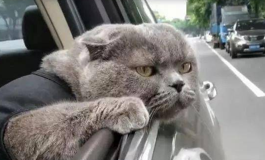 带蓝猫外出玩耍，这货全程望向窗外，网友：恐怕养的是只二哈 