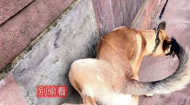 湖北宜昌：狗狗乱撒尿被好心提醒，大妈怒怼路人：又没尿你家里