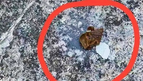 贵州一小区多条宠物狗疑似误食地上鸭骨，接连死亡，主人崩溃大哭