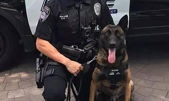 警犬每次出门巡逻，独特造型总引来路人围观拍照：硬汉的少女心 
