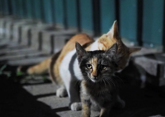 退休女子8次顺走超市猫粮喂流浪猫，因多次盗窃被取保候审