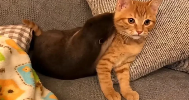 水獭对橘猫一见钟情，不分日夜追着橘猫要抱抱，橘猫是满脸的嫌弃