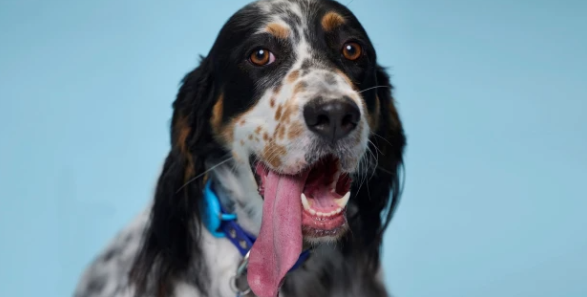 3岁英国塞特犬舌长9.49厘米 打破世界纪录