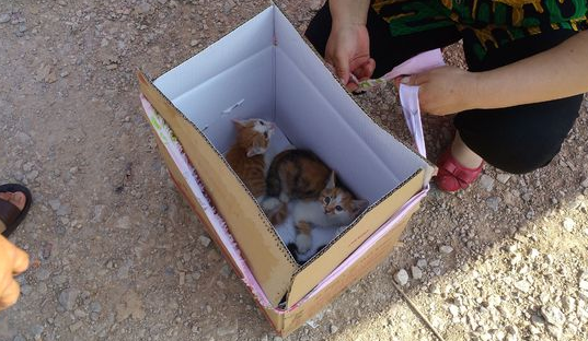 大姐按100元一只出售土猫，男子：“就这破猫，想钱想疯了！”