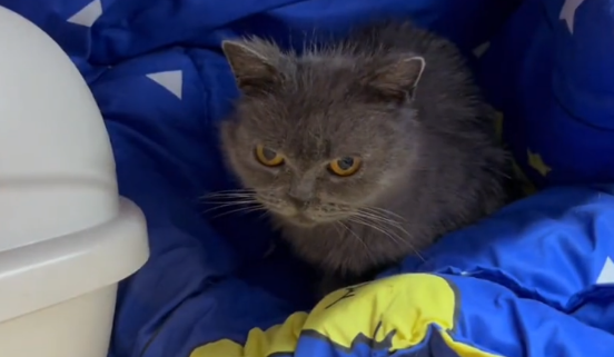 江苏：英短蓝猫独守空屋，猫咪：虽你没带走我，可我还想为你守家
